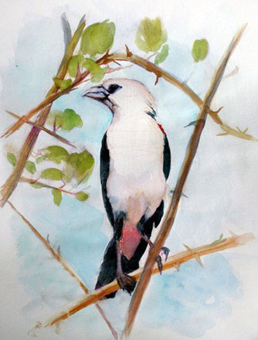 <b>Bird</b><br>Watercolor